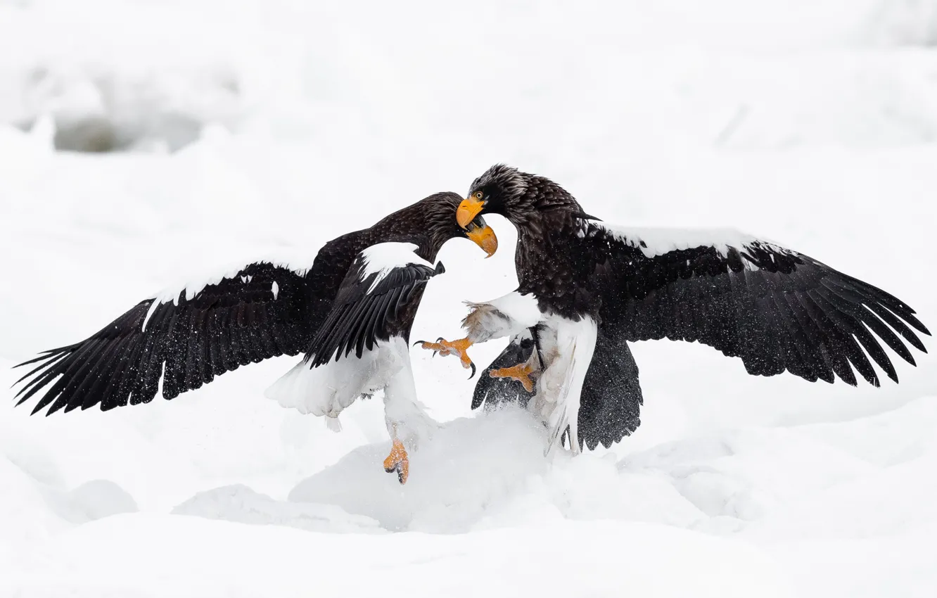 Photo wallpaper winter, snow, bird, eagle, two, predator, battle, battle