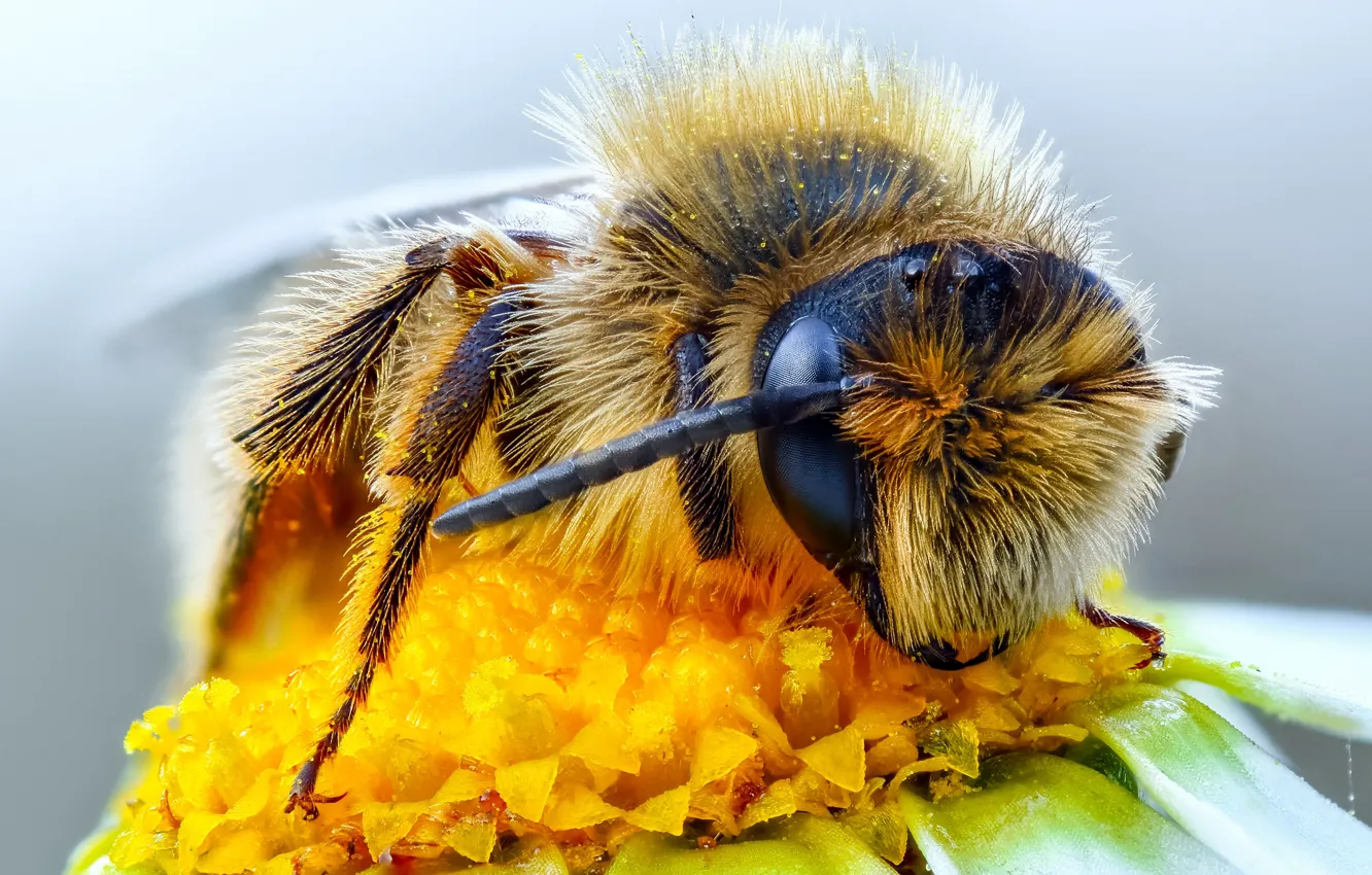 Photo wallpaper flower, eyes, macro, bee, background, macro, pollen, insect
