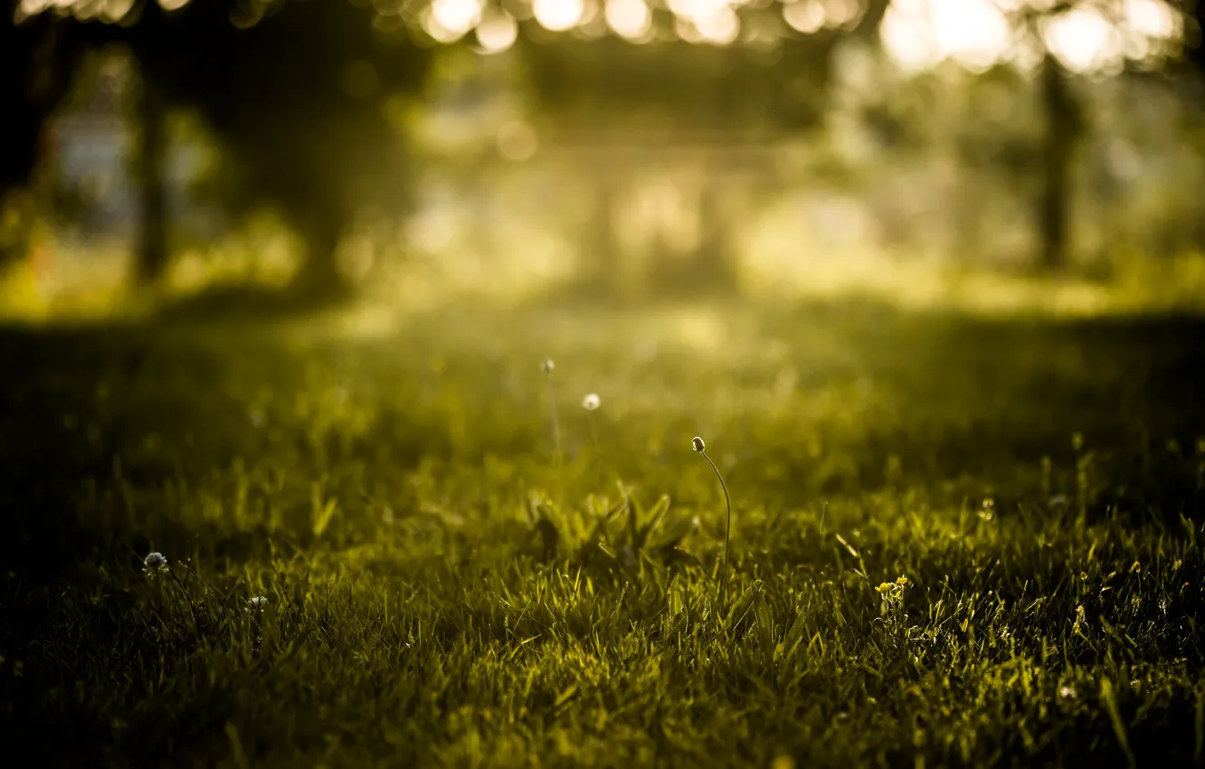 Photo wallpaper summer, grass, nature, bokeh
