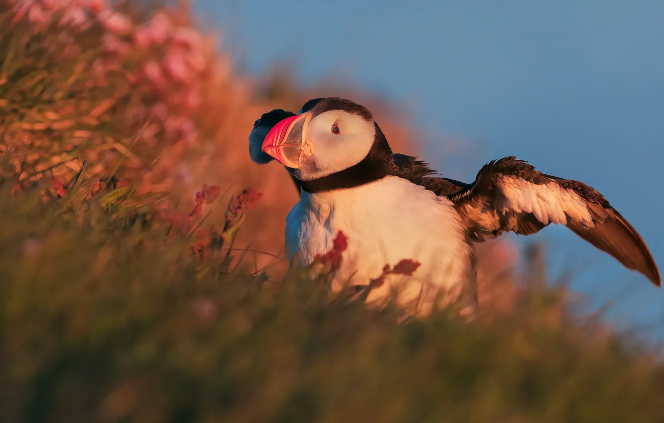 Photo wallpaper grass, look, light, flowers, pose, bird, slope, stalled