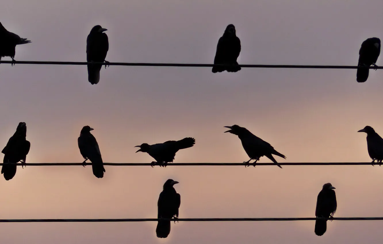 Photo wallpaper the sky, nature, bird, wire