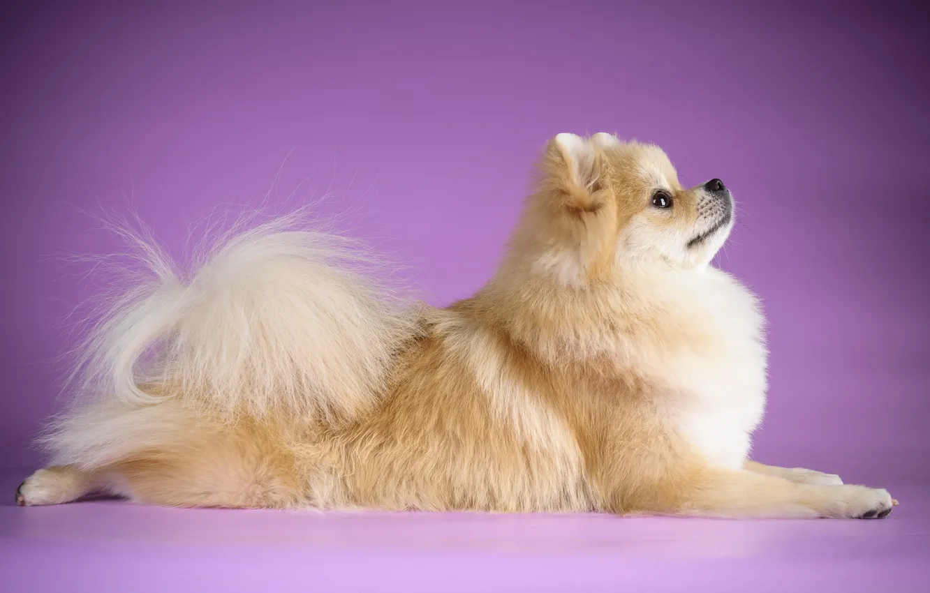Photo wallpaper tail, profile, dog, Spitz