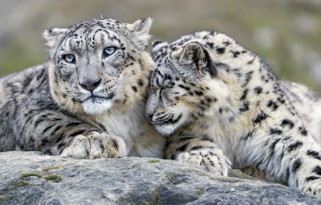 Photo wallpaper feelings, predators, IRBIS, snow leopard