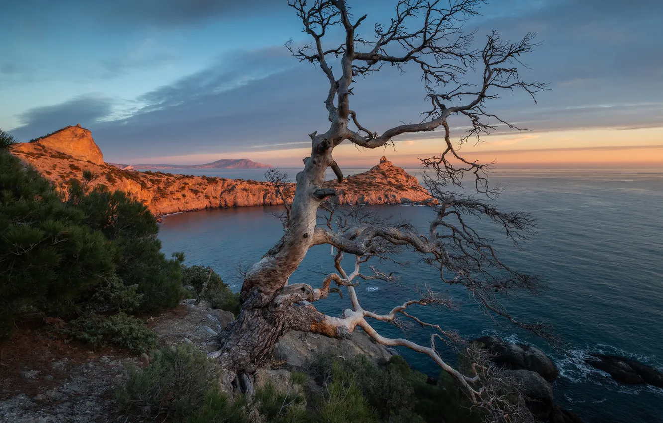 Photo wallpaper ocean, water, tree