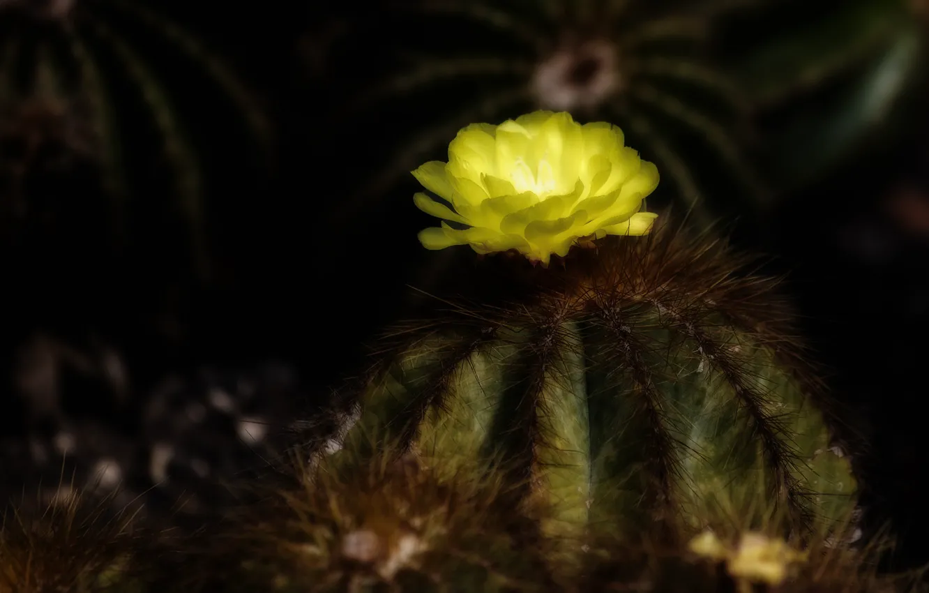 Photo wallpaper flowers, needles, yellow, darkness, the dark background, plant, cactus, beautiful