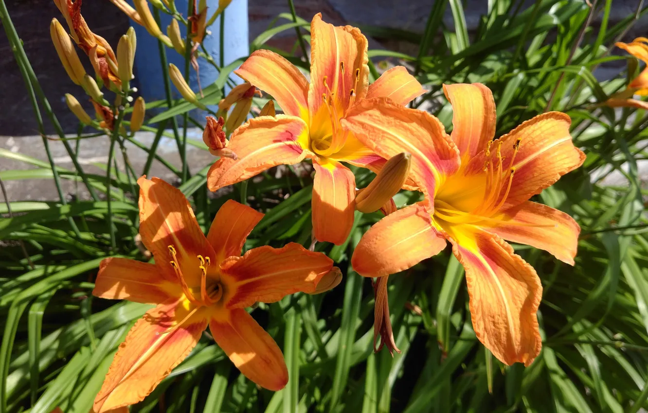 Photo wallpaper flowers, orange, the daylilies, Meduzanol ©, Summer 2018