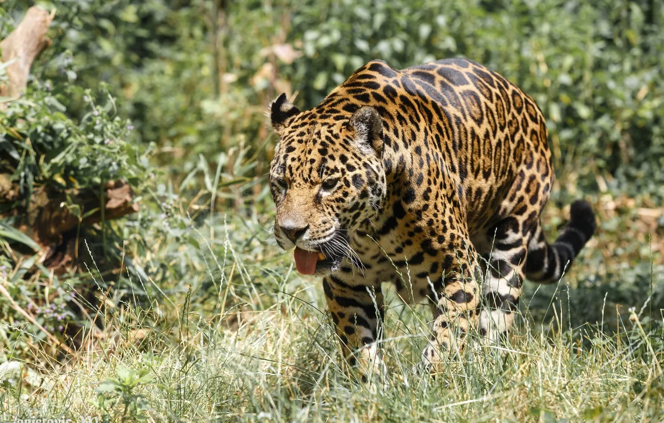 Photo wallpaper language, predator, Jaguar, walk, wild cat, zoo