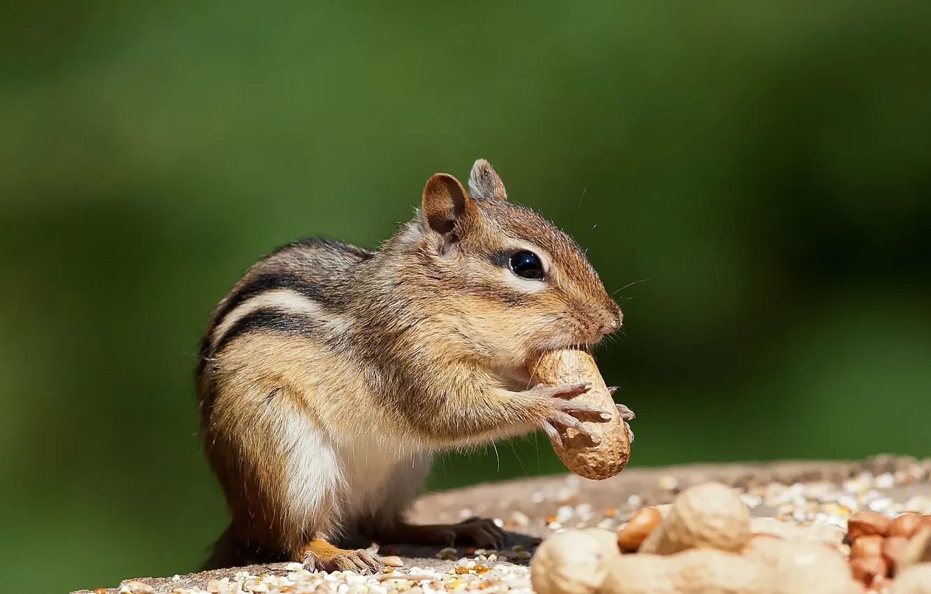 Photo wallpaper food, Chipmunk, nuts