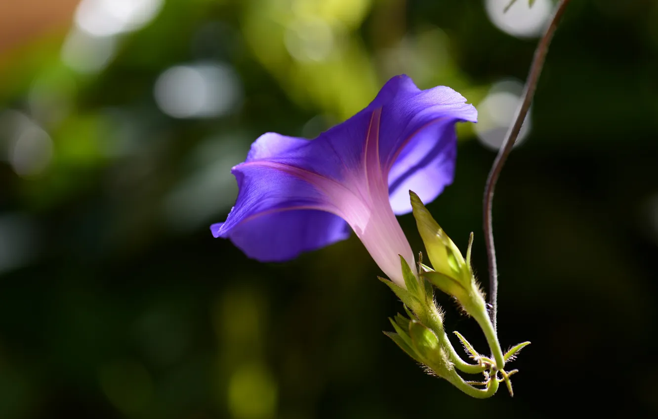 Photo wallpaper purple, leaves, flowers, bindweed, morning glory