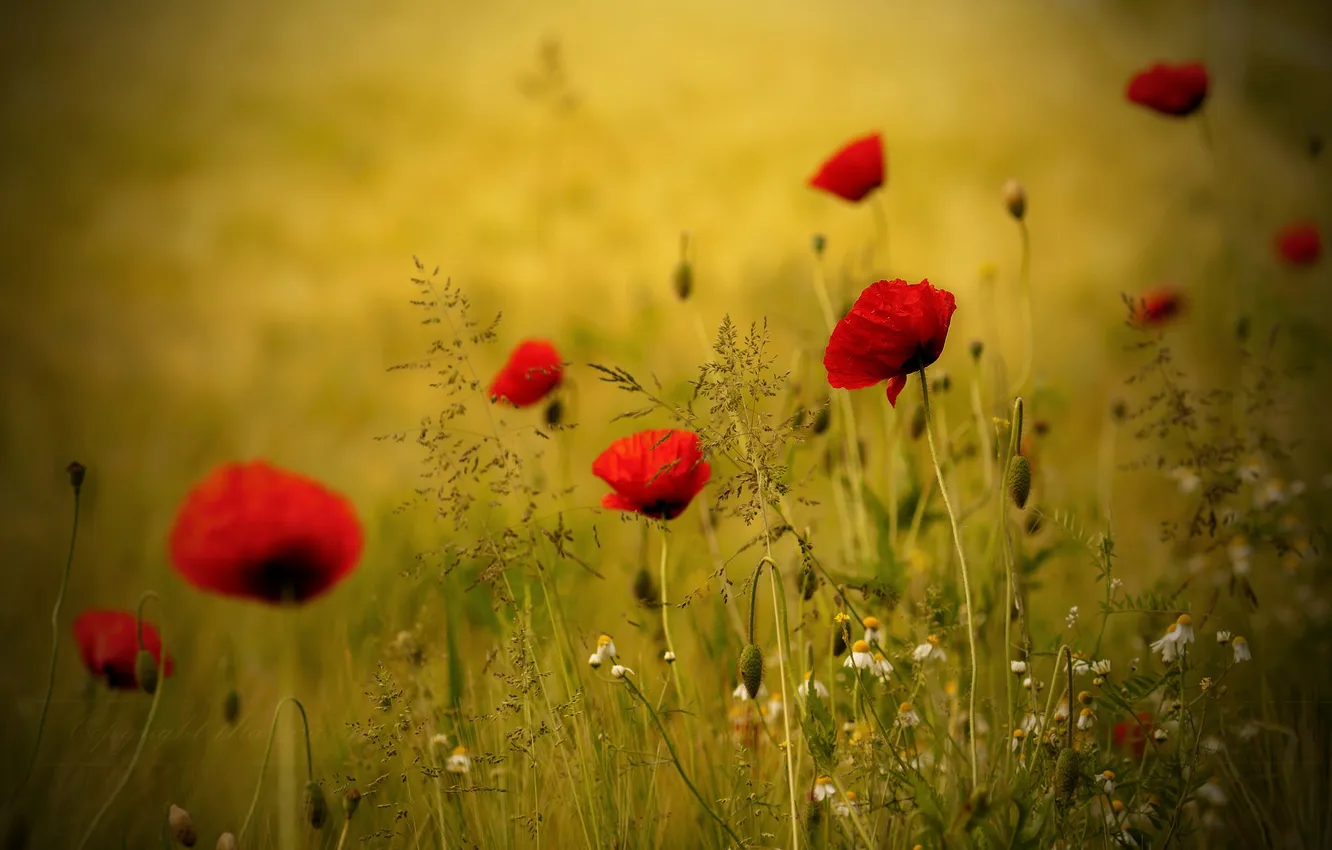Photo wallpaper field, flowers, Maki, meadow