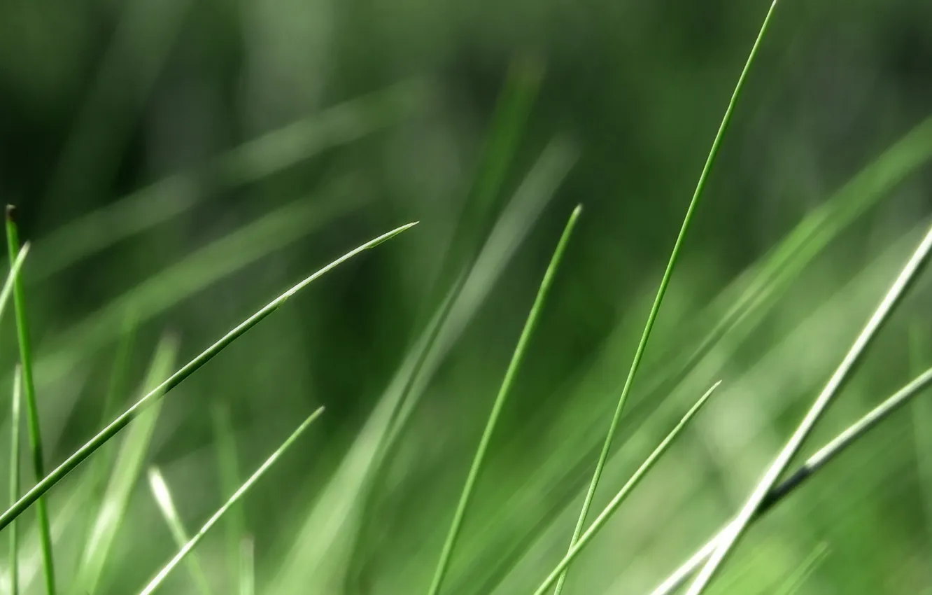 Photo wallpaper greens, grass, macro, nature, photo, background, Wallpaper