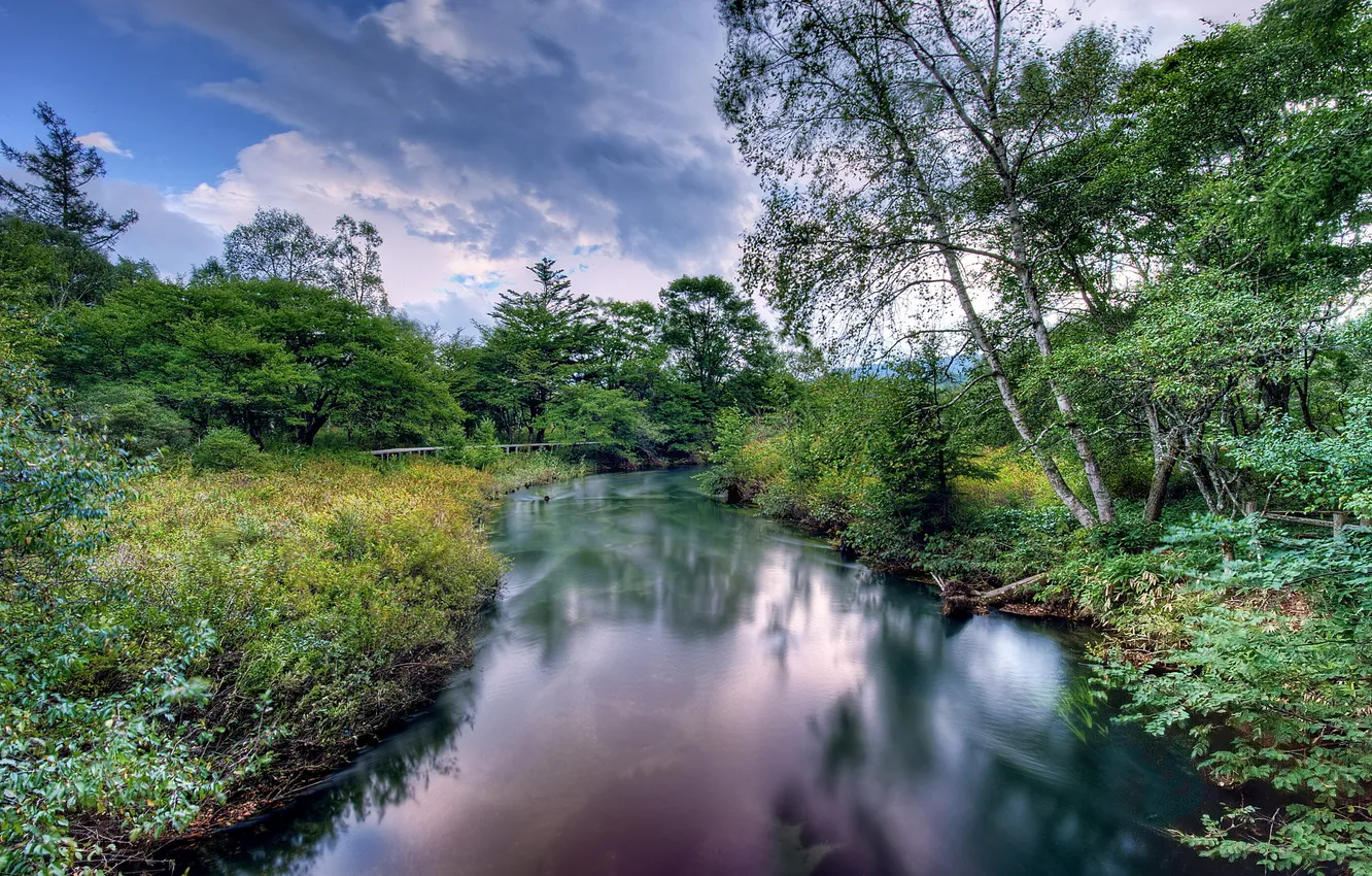 Photo wallpaper forest, summer, landscape, river