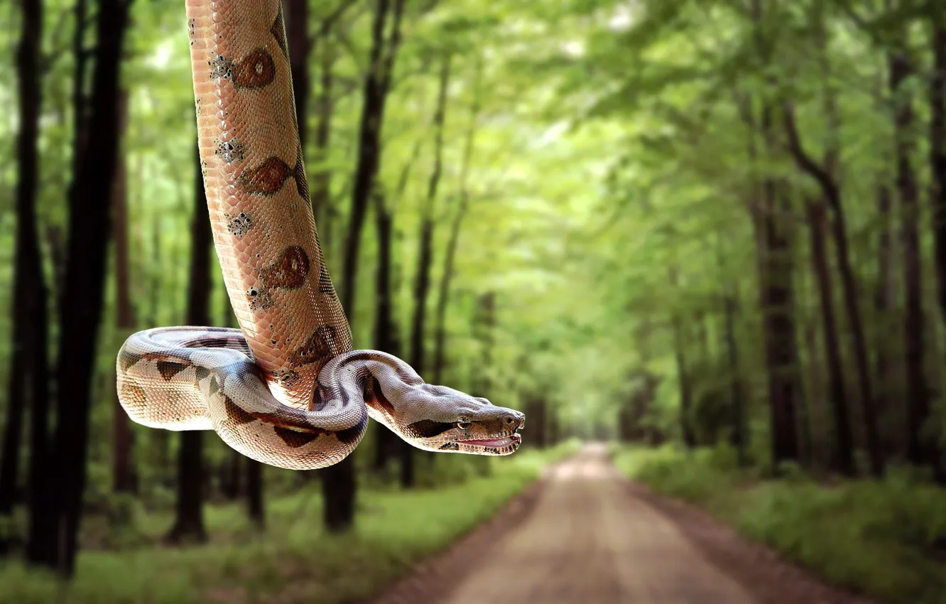 Photo wallpaper road, forest, snake