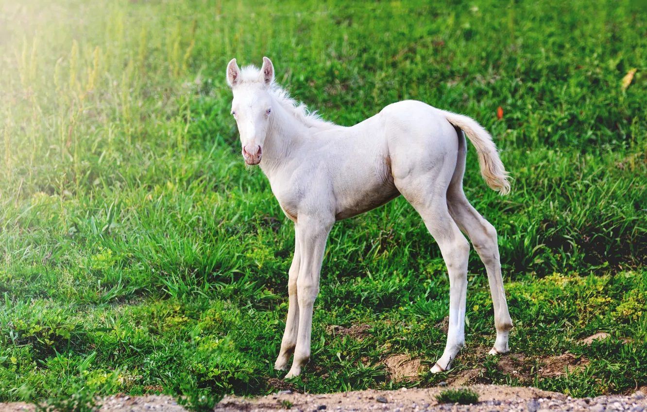 Photo wallpaper white, grass, meadow, foal