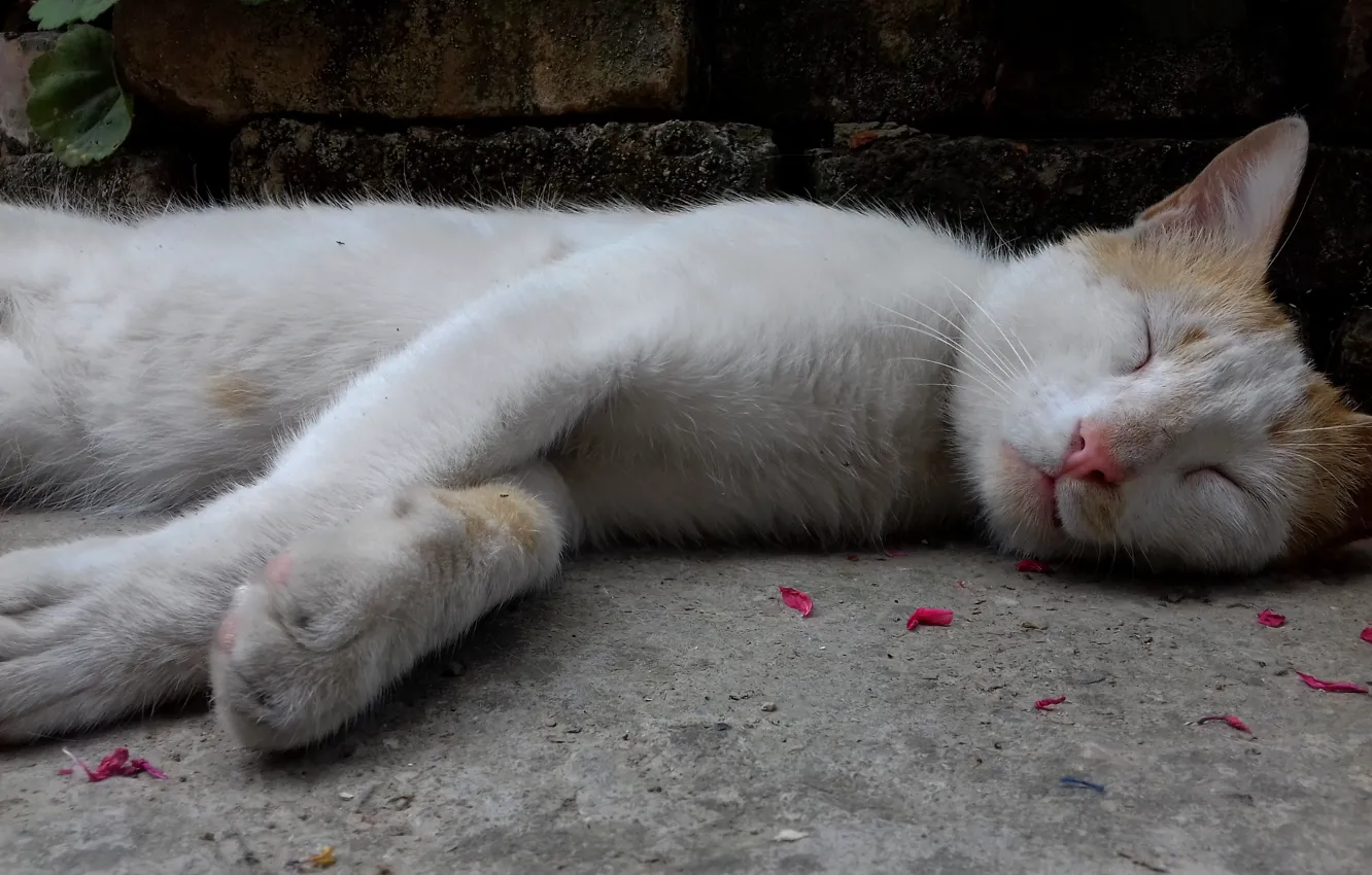 Photo wallpaper cat, pet, my cat, White cat, Cute animal