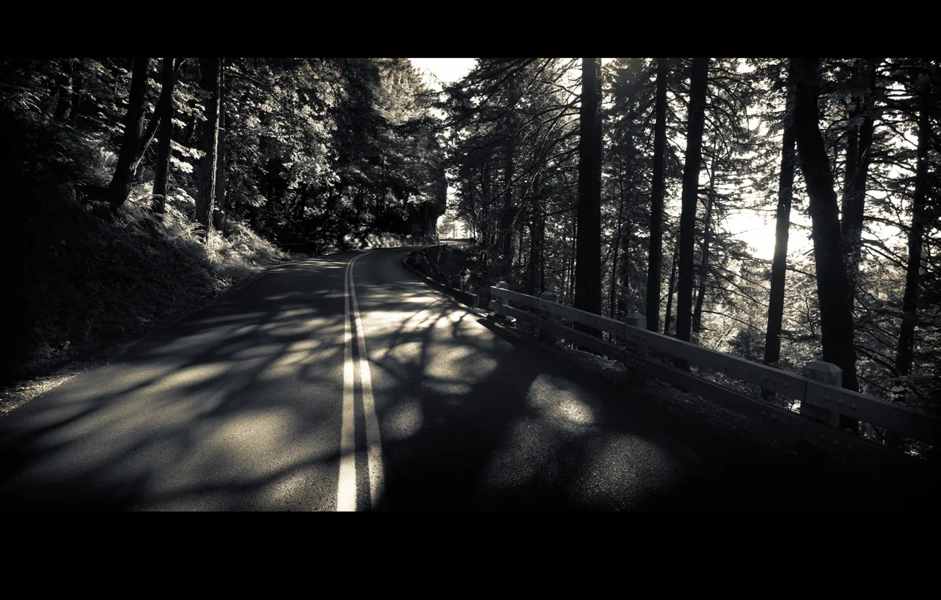 Photo wallpaper road, forest, trees, black and white