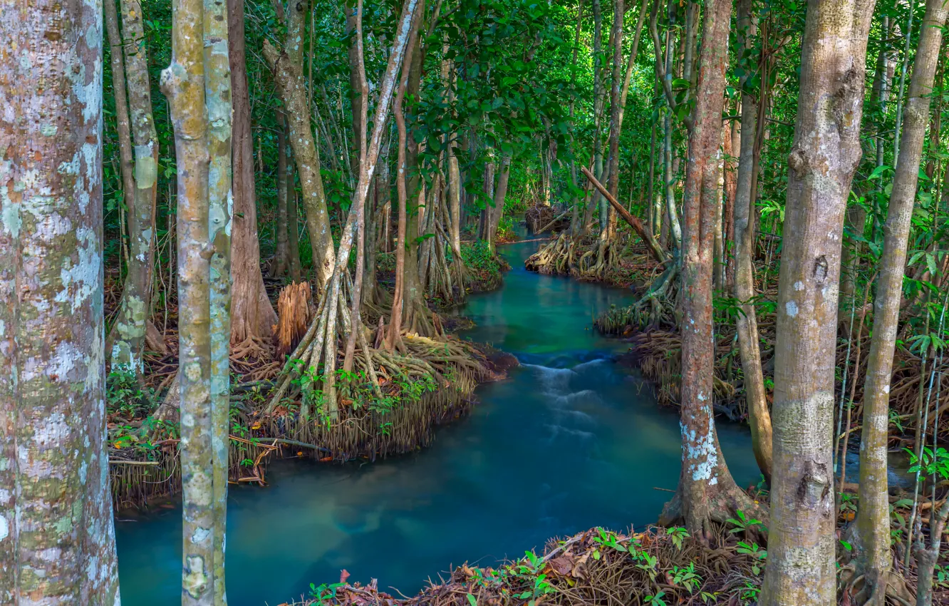 Photo wallpaper forest, lake, river, forest, tropical, landscape, beautiful, lake