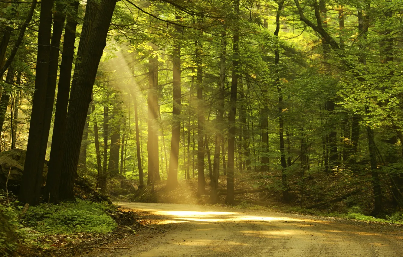 Photo wallpaper road, forest, the sun, light
