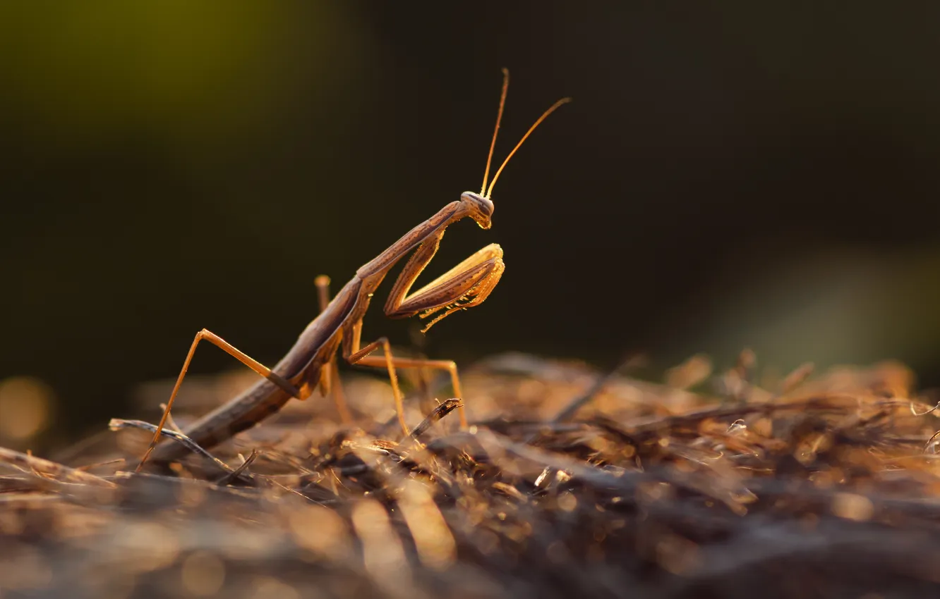 Photo wallpaper light, insect, mantis