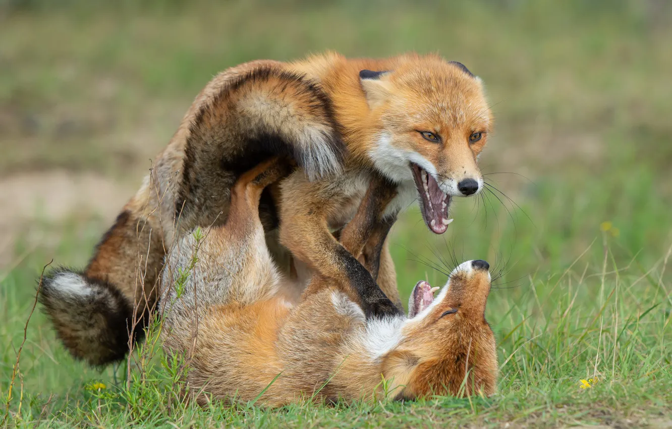 Photo wallpaper grass, look, face, nature, pose, the game, two, fight