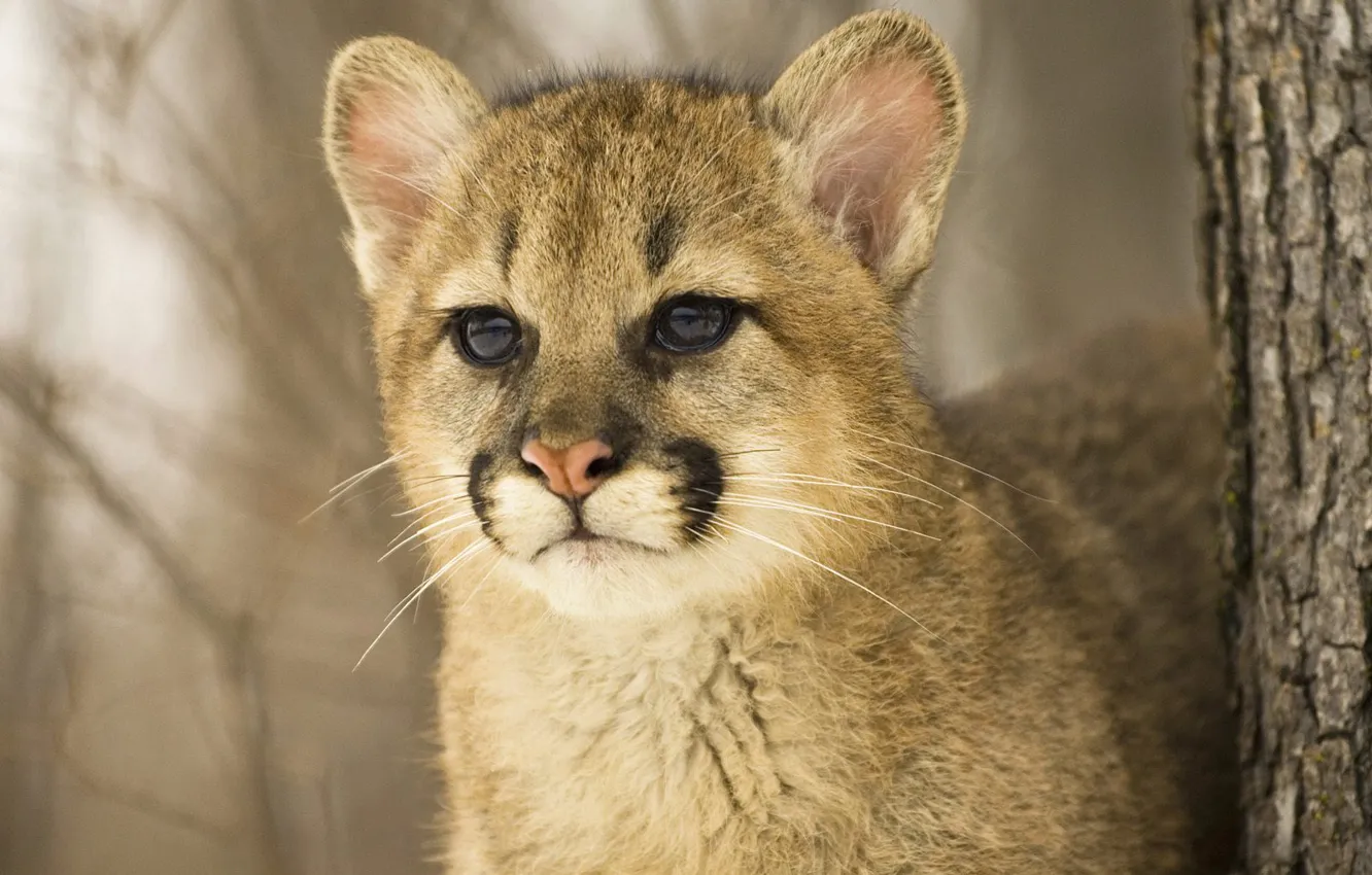 Photo wallpaper look, close, The young hunter