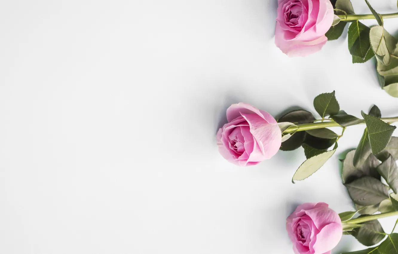 Photo wallpaper roses, pink, buds, pink, flowers, roses