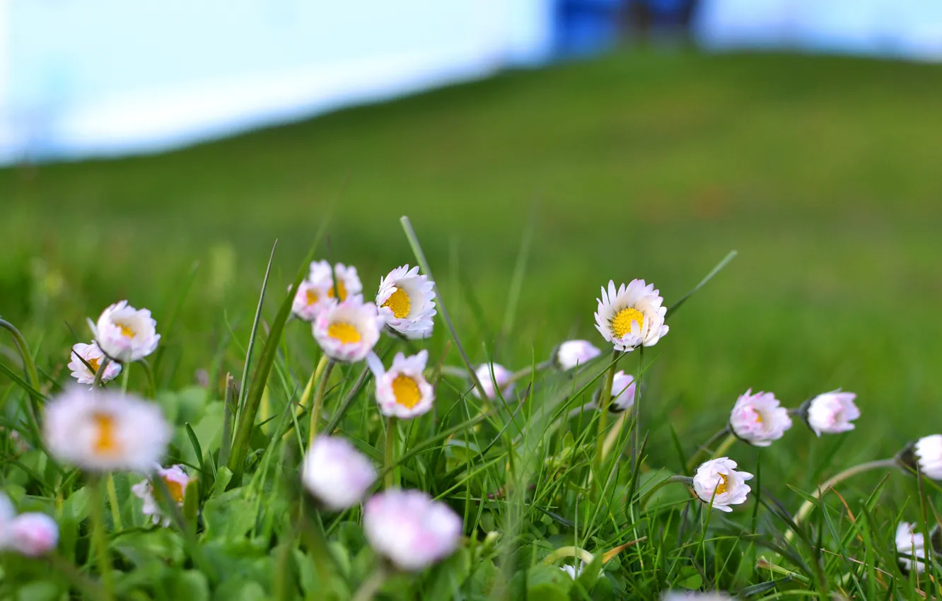Photo wallpaper field, grass, flowers, pink and white