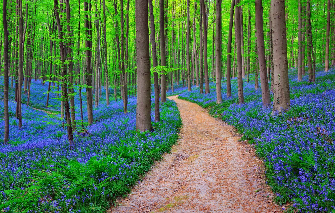 Photo wallpaper forest, nature, Belgium, BLUEBELLS IN HALLE'S FOREST