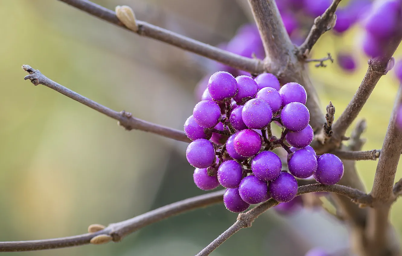 Photo wallpaper branches, nature, berries, background, fruit, lilac, Purpleberry, cranioplastic