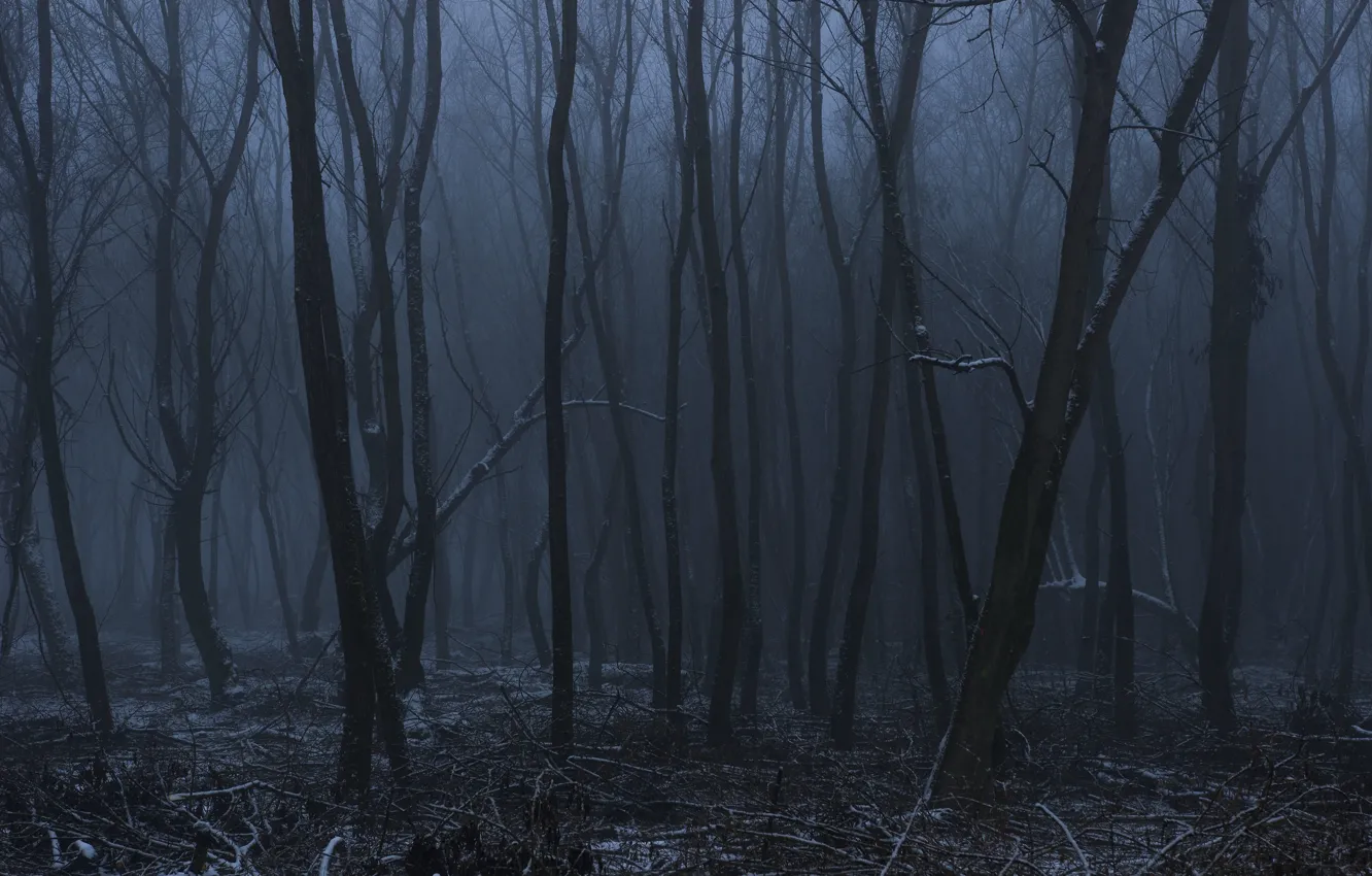 Photo wallpaper winter, forest, snow, trees, night, nature, fog, twilight