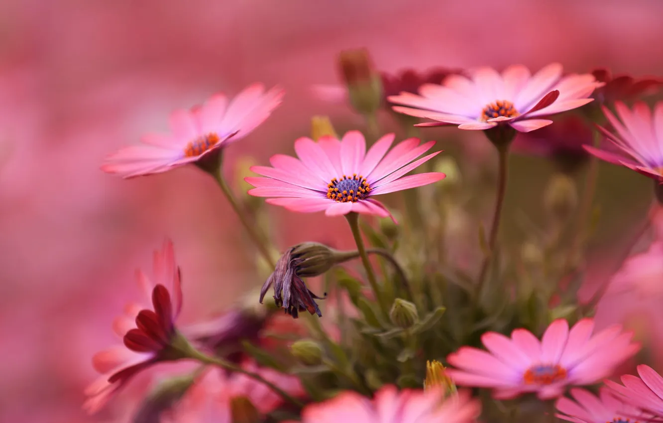 Photo wallpaper summer, macro, flowers, nature