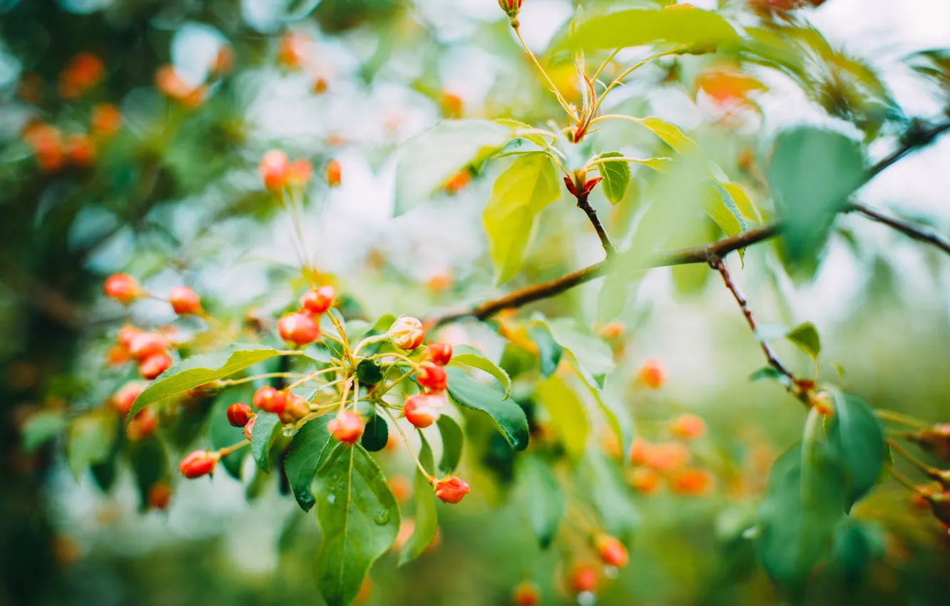 Photo wallpaper flowers, nature, spring, may