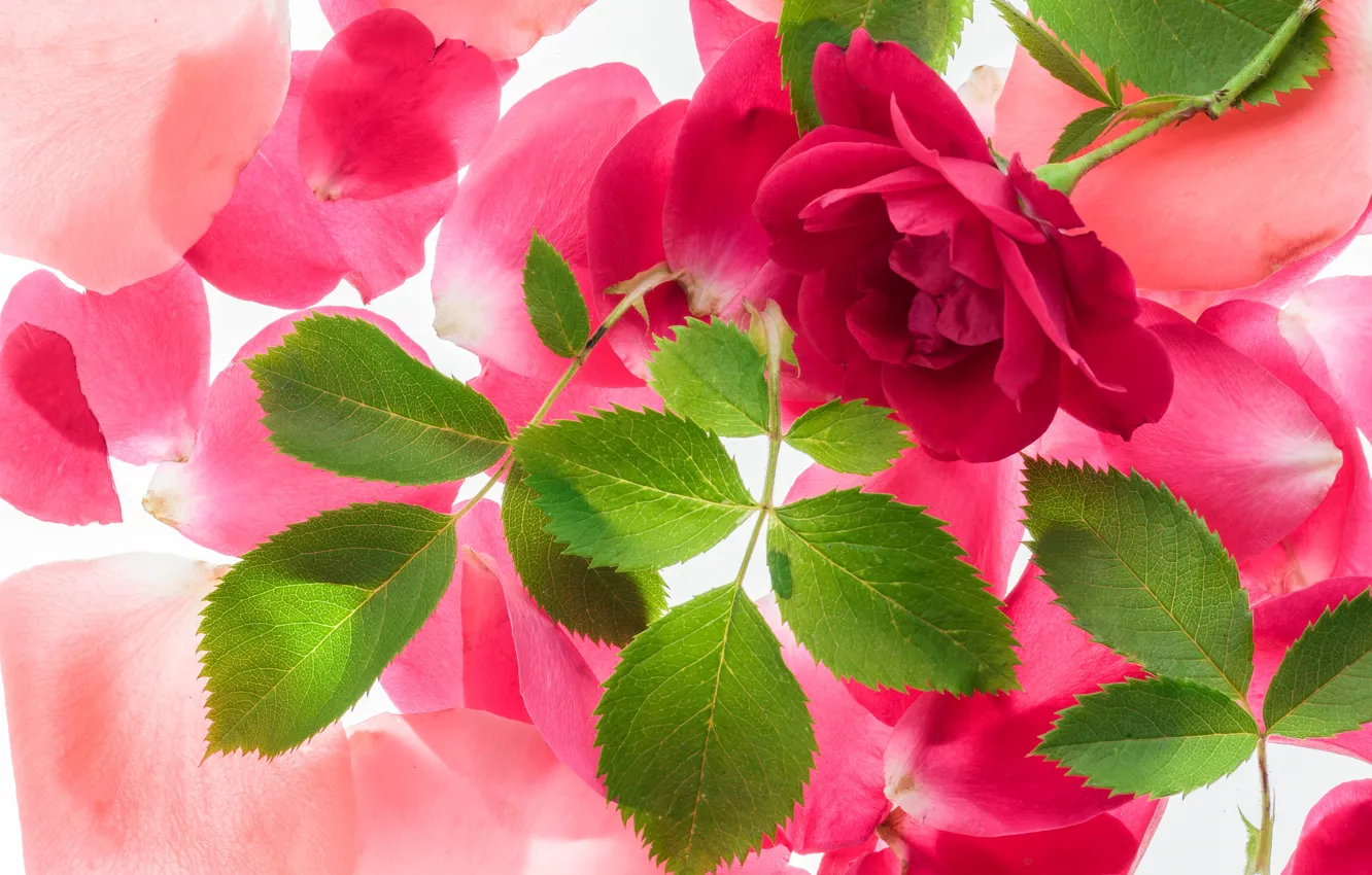Photo wallpaper roses, petals, pink, flowers, roses, pink roses