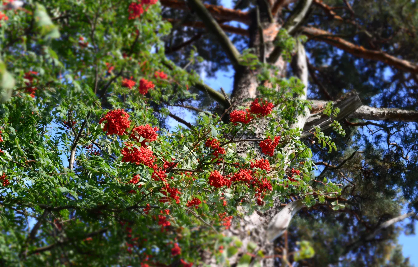 Photo wallpaper summer, pine, Rowan