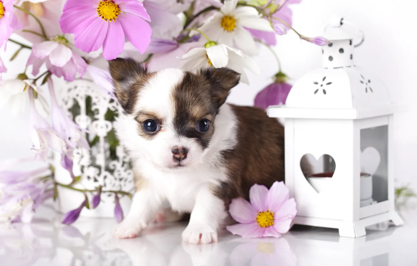 Photo wallpaper flowers, dog, lantern, puppy, Chihuahua, kosmeya