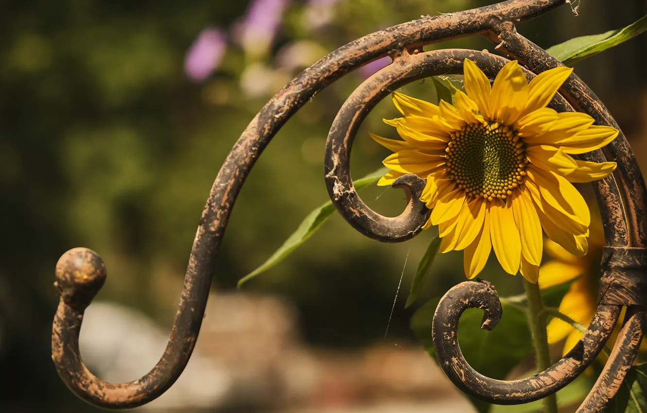 Photo wallpaper flower, summer, yellow, metal, curls, sunflower, garden, the fence
