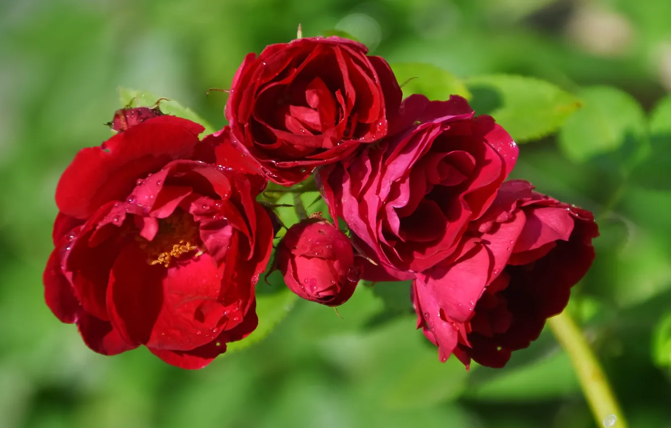 Photo wallpaper summer, macro, flowers, nature, roses