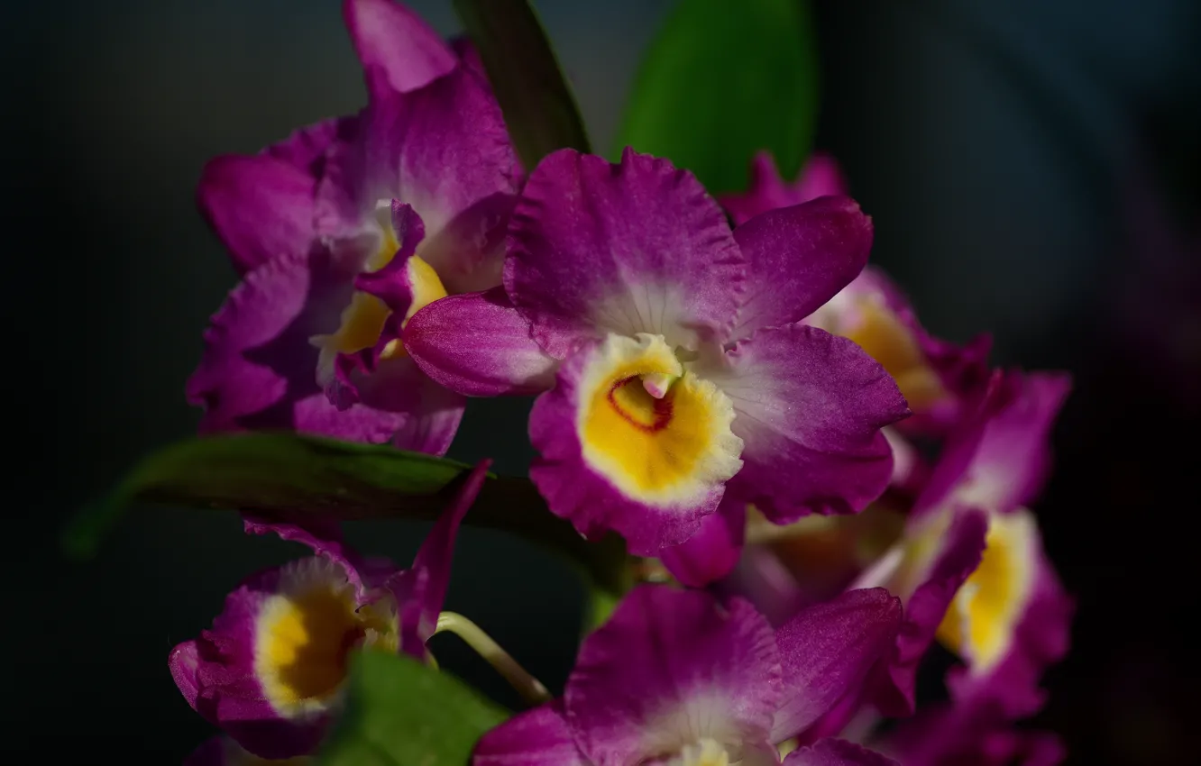 Vibrant Kinds Of Dendrobium Orchids Wallpaper Illustration Vibrant Kinds Of Dendrobium Orchids Wallpaper Illustration