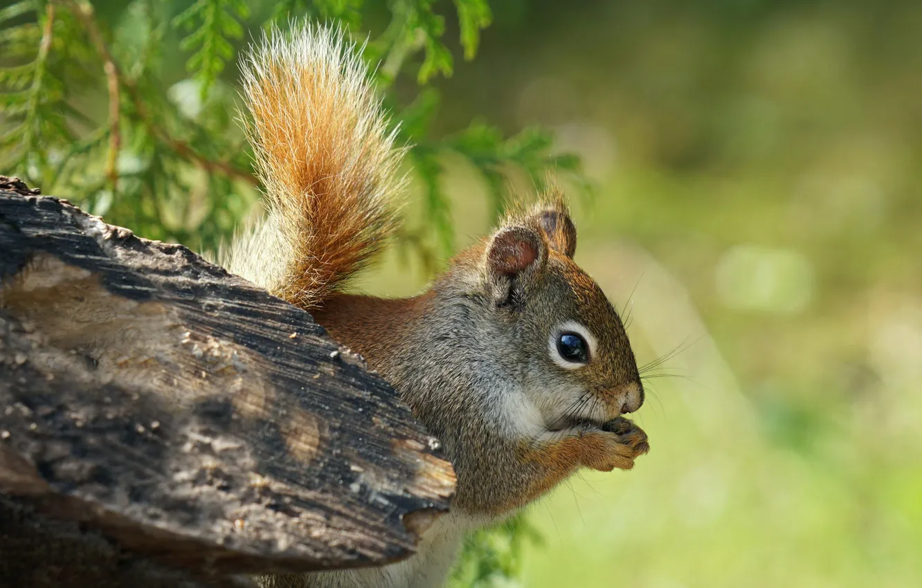 Photo wallpaper grey, look, stump, protein, tail, legs, branches, squirrel
