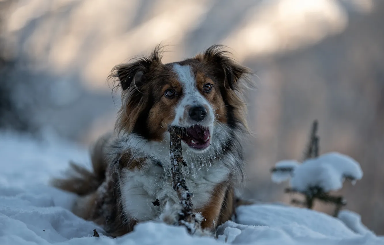 Photo wallpaper winter, dog, stick, nibbles