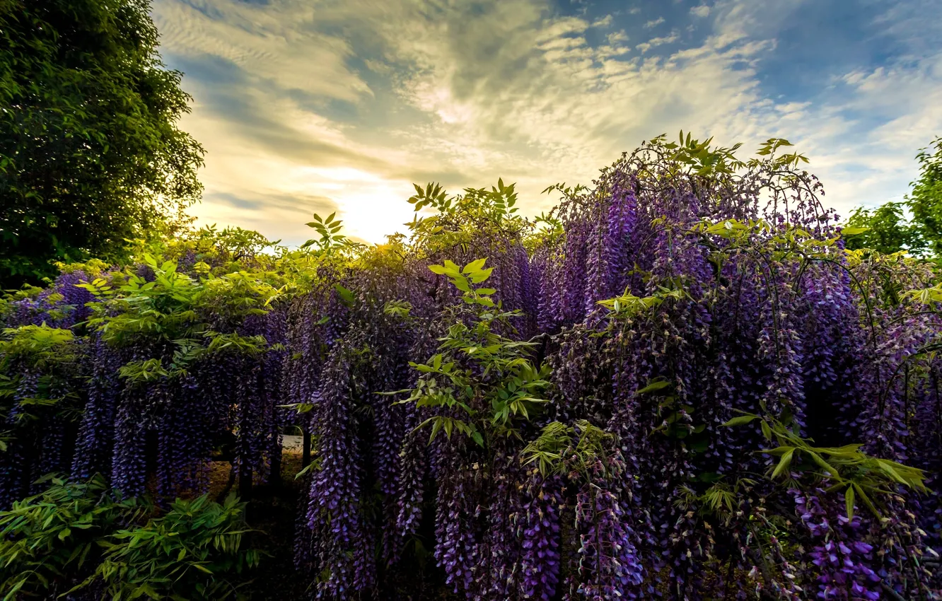Photo wallpaper Park, Japan, Japan, Wisteria, Wisteria, Ashikaga Flower Park, Flower Park Ashikaga