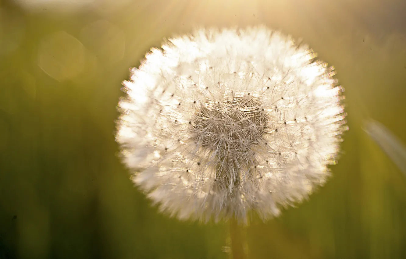 Photo wallpaper macro, flowers, dandelion, seeds, Vset