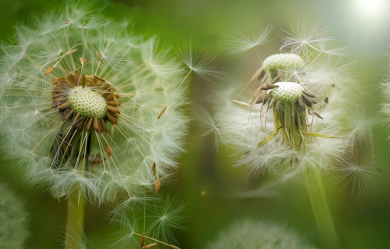 Photo wallpaper macro, dandelion, spring