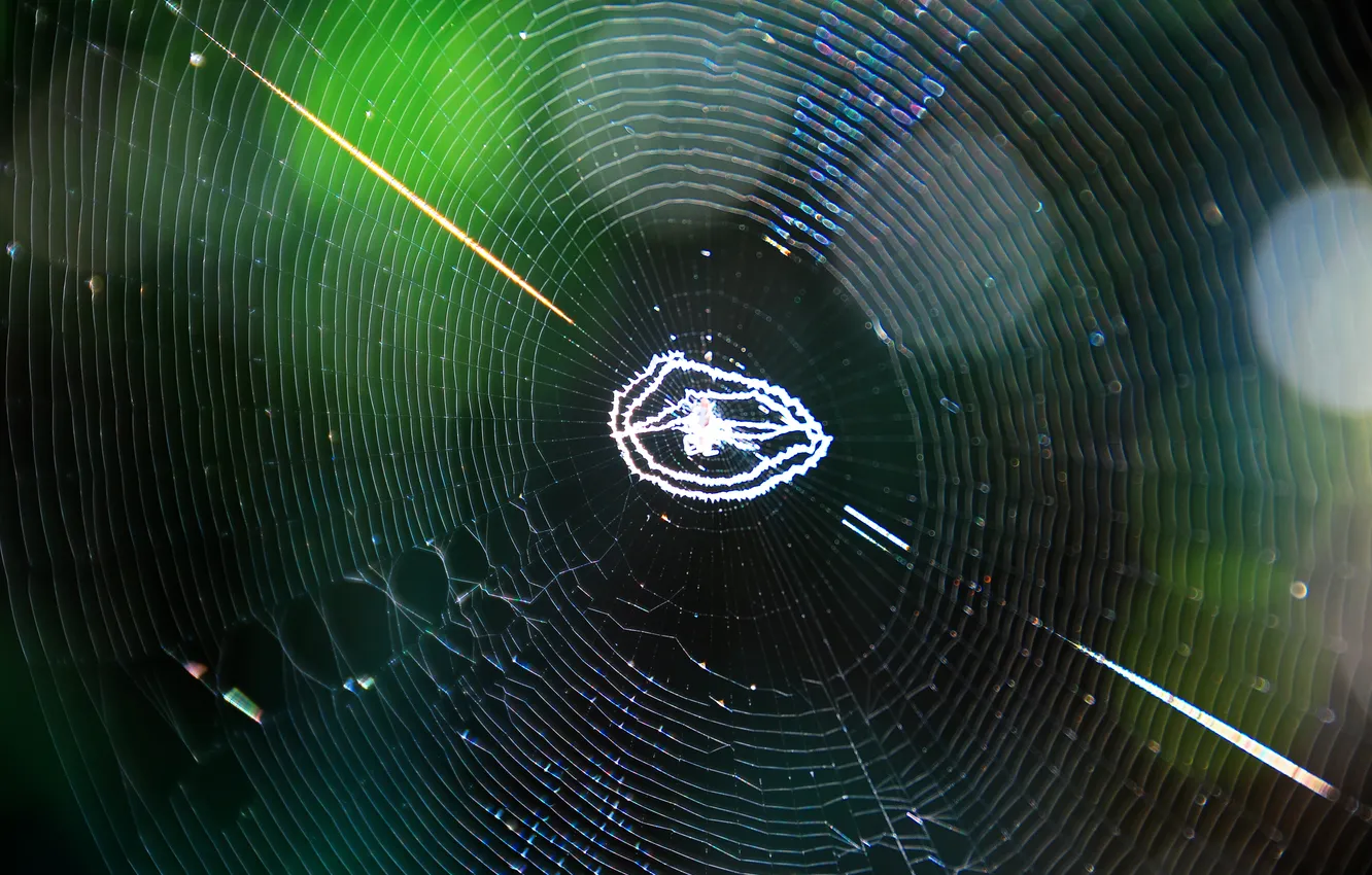 Photo wallpaper light, glare, web, spider