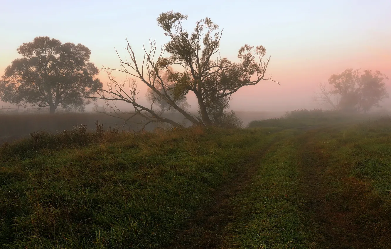Photo wallpaper field, trees, fog, morning