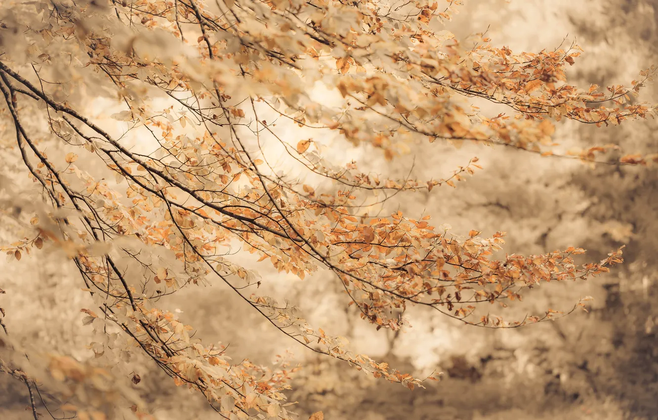 Photo wallpaper autumn, branches, background, foliage, blur