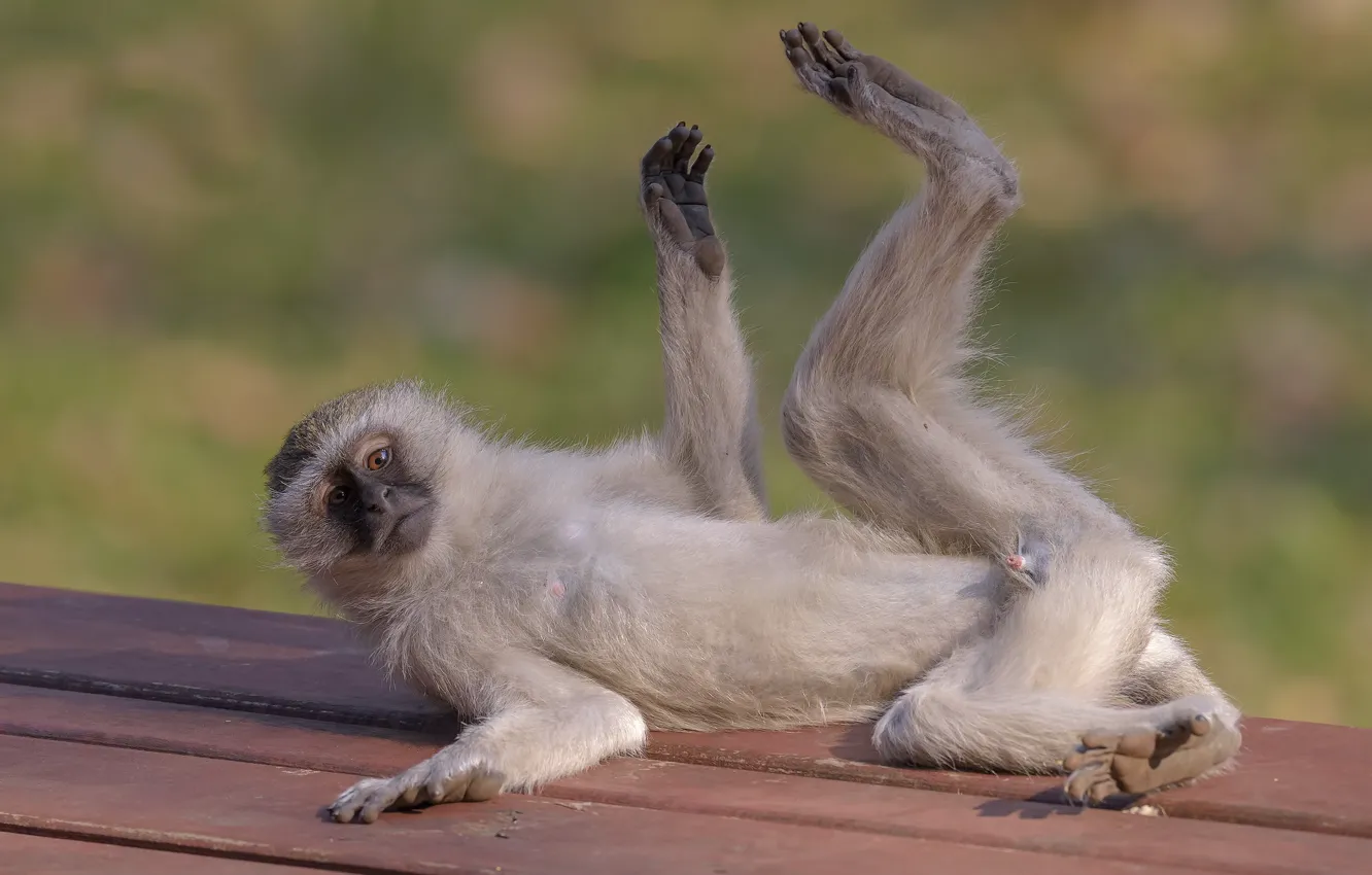 Photo wallpaper nature, pose, monkey, DUELL ©