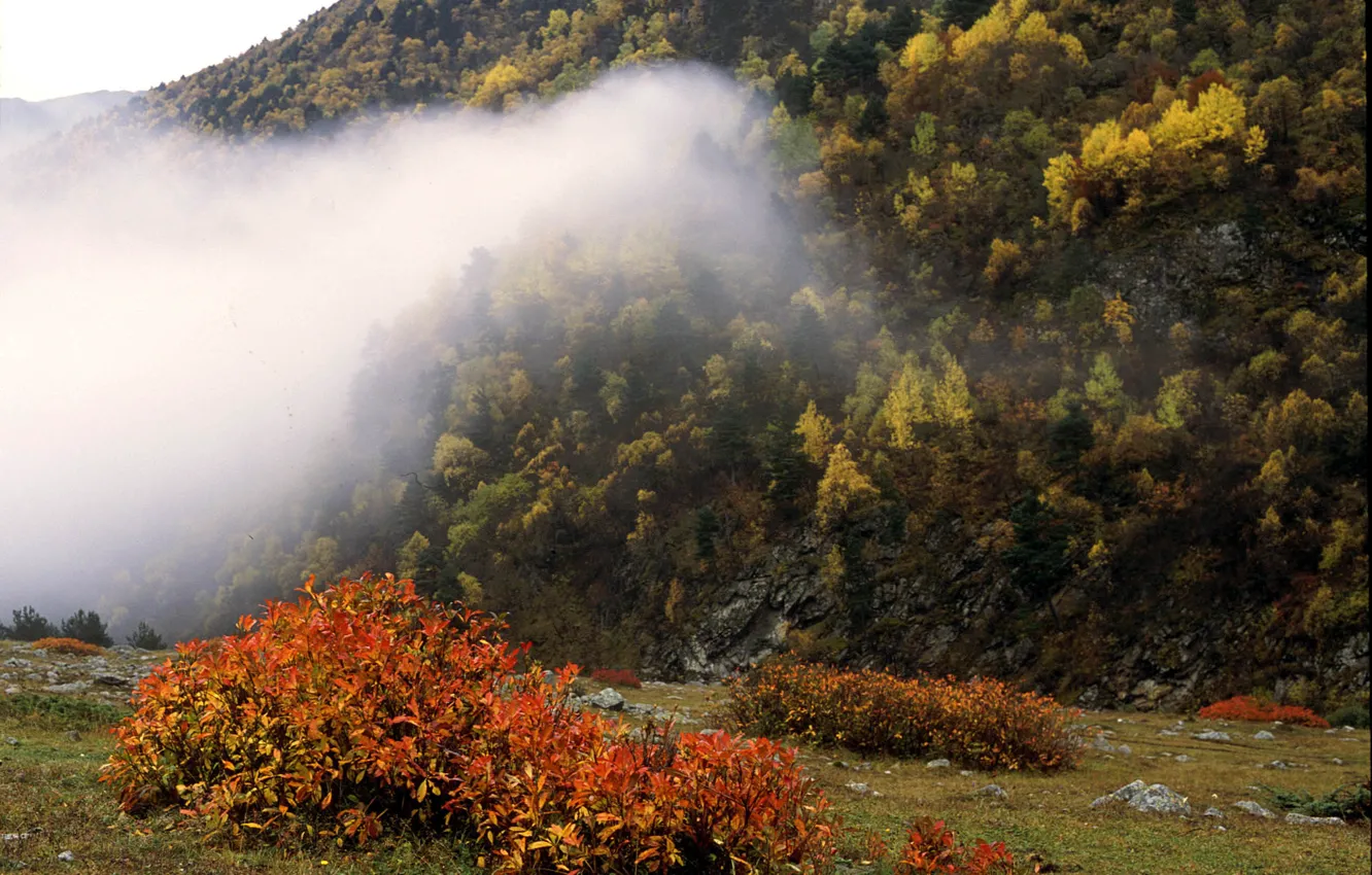 Photo wallpaper autumn, mountains, fog, Azalea, Gary The.