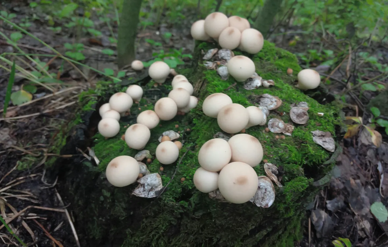 Photo wallpaper greens, mushrooms, moss, stump