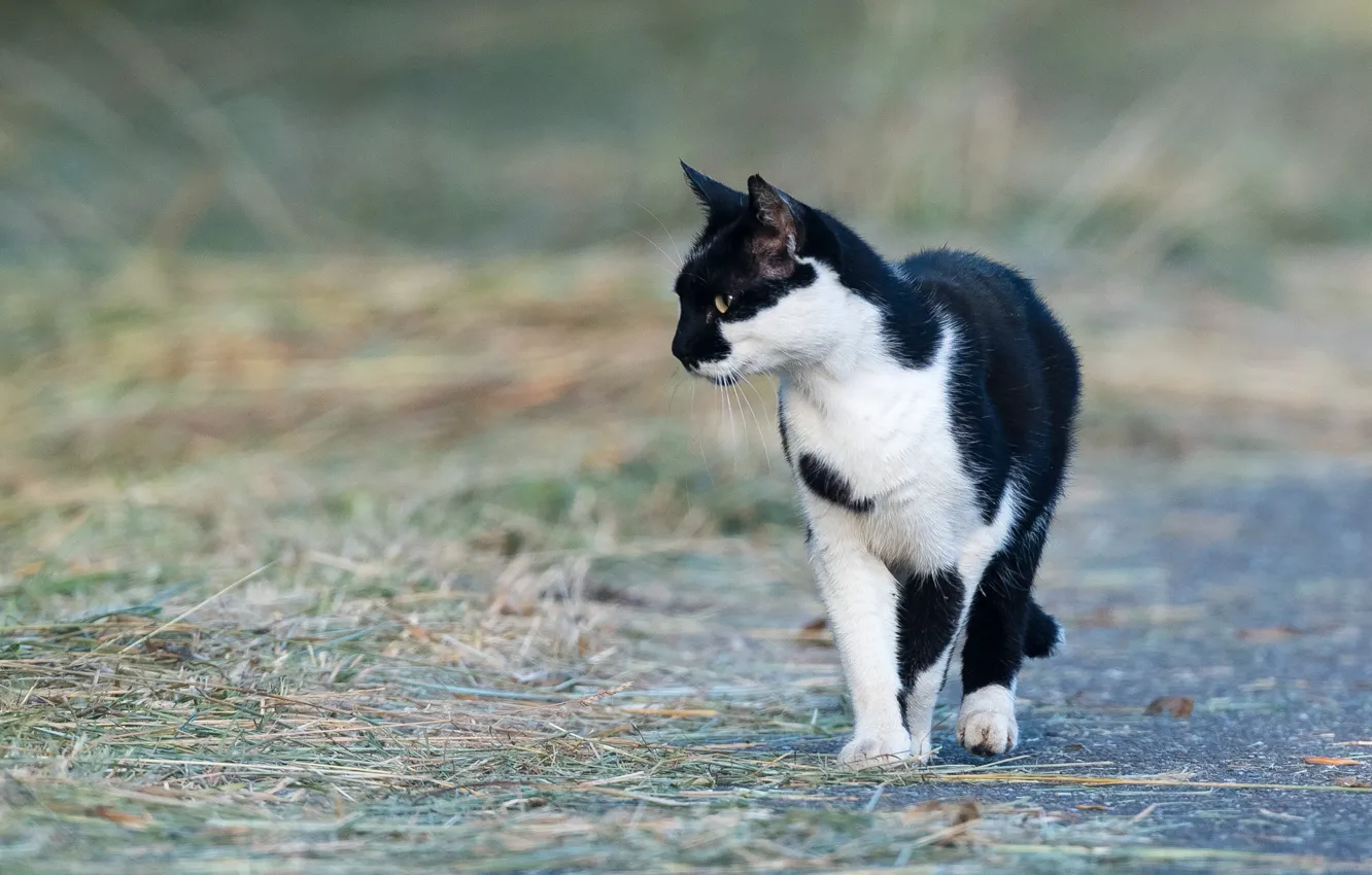 Photo wallpaper cat, cat, black and white, walk